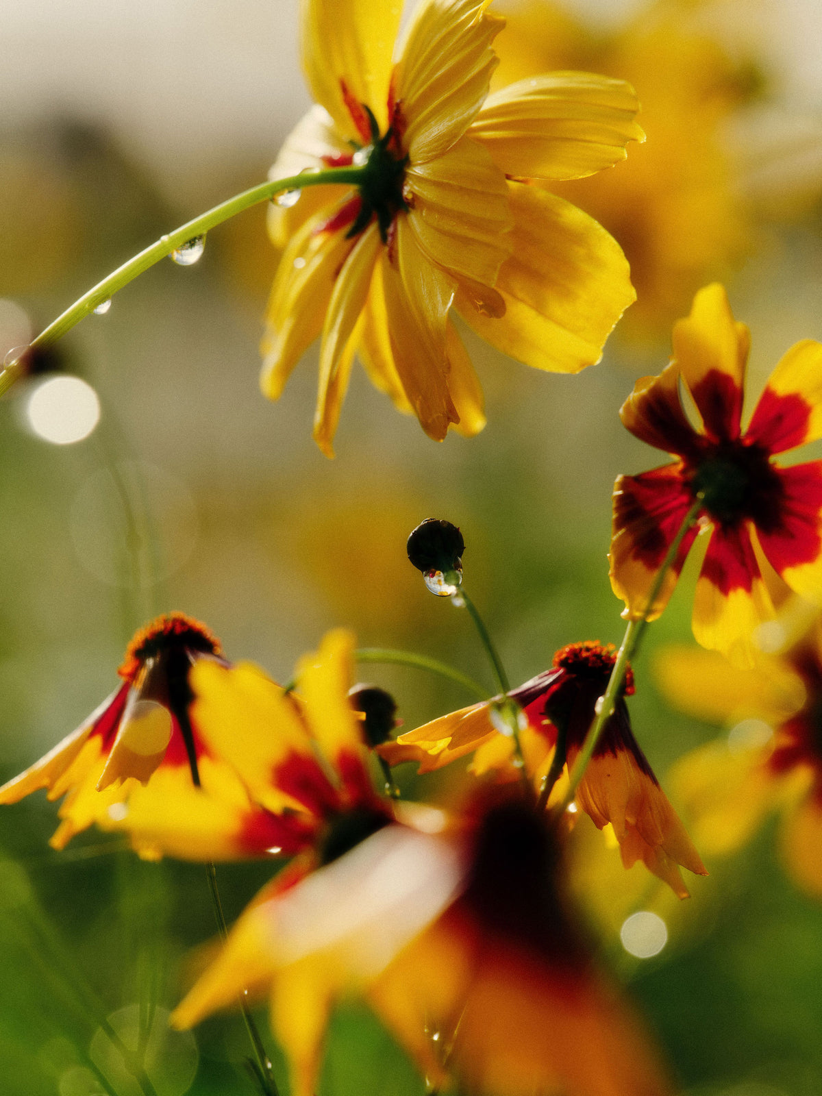 flowers